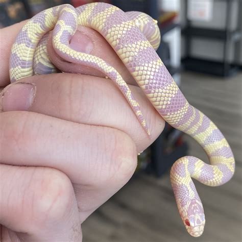  Kingsnake: Cunning Predator or Gentle Giant?