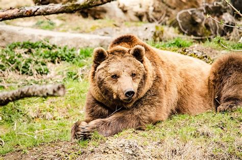  Ursus Arctos - Niedźwiedź Brunatny: Zwierzęta o Mocnej Budowie Z Wyrazistym Instynktem Zachowania!