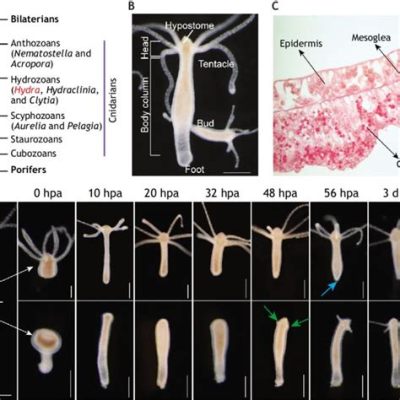  Helminthomorpha: Cechująca się niezwykłą regeneracją zdolność do podziału ciała i tworzenia nowych osobników z fragmentów!