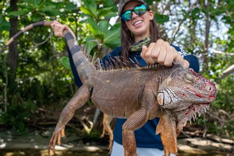 Iguanas: Cunning Hunters Wrapped in a Velvet Suit