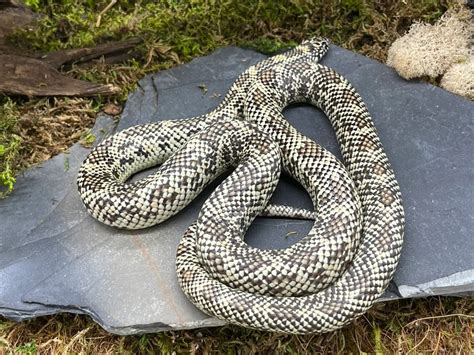  Kingsnake: Cunning Predator or Gentle Giant?