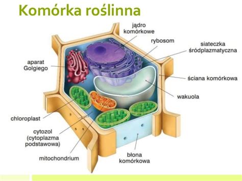  Rhizaria! Niezwykle Jednostki Komórkowe z Wewnętrznym Szkieletem i Podwójną Funkcją Jąder