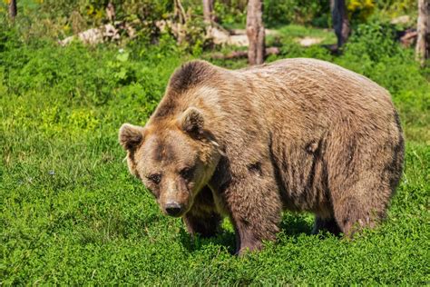  Ursus Arctos - Niedźwiedź Brunatny: Zwierzęta o Mocnej Budowie Z Wyrazistym Instynktem Zachowania!