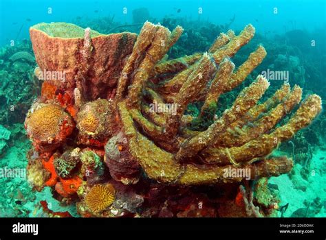  Barrel Sponge - Where Does This Colorful Encrusting Masterpiece Hide Its Surprisingly Powerful Skeletons?!