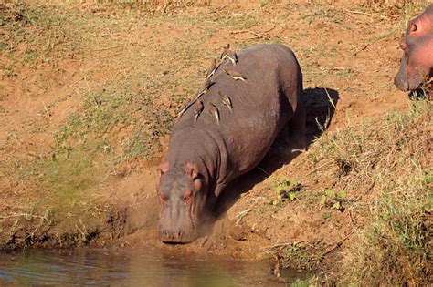  Hipopotam! Mistrz Wody i Lądowy Gigant