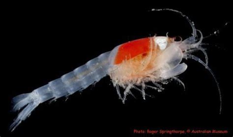  Mysid!  A Tiny Crustacean Hiding Secrets in Shallow Waters