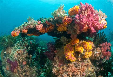  Question: Qualysium!  A Remarkable Sponge with Striking Color Variations Hiding Among the Coral Reefs?