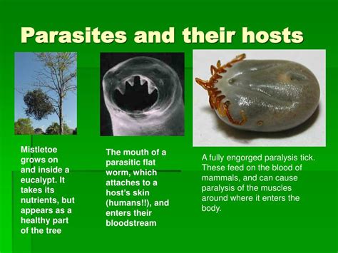  Urogonimus:  This tiny parasite's adventurous journey through multiple hosts will leave you awestruck!