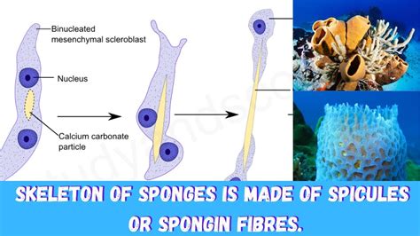  Wilkinsoniella! A Striking Sponge with Colorful Skeletons That Can Deflect Predators