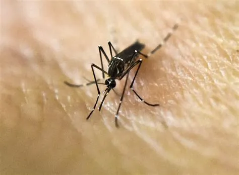   Yellow Fever Mosquito: A Tiny Terror Spreading Deadly Disease Across Continents! 