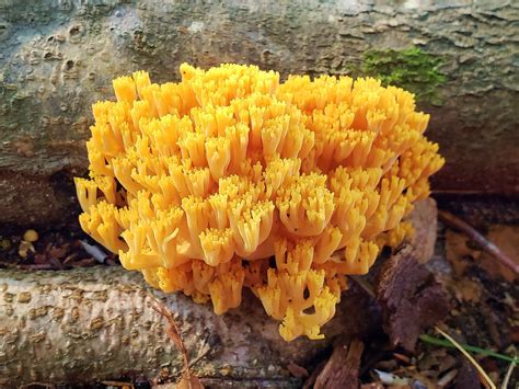  Yellow Fungus Coral: Can This Colorful Creature Brighten Up Your Aquarium and Still Survive the Ocean Depths?